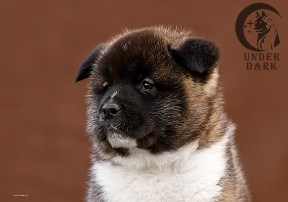 Щенки Американской акиты